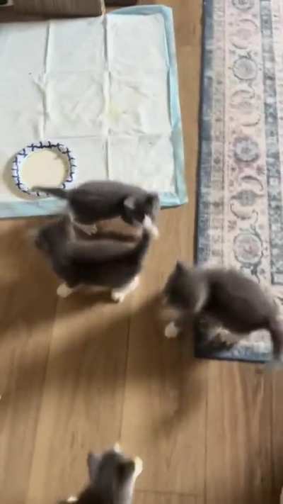 It’s a foster kitten feeding frenzy 🦈
