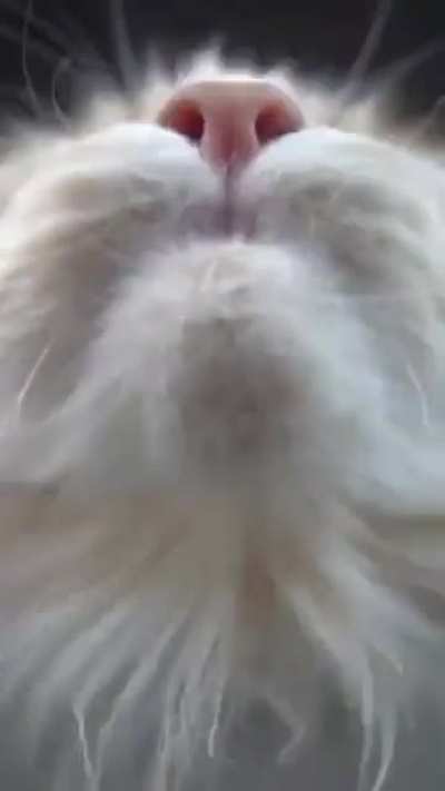 Tongue
