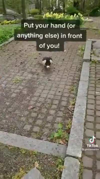 Pro Goose Tip: