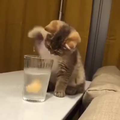 Smol dip