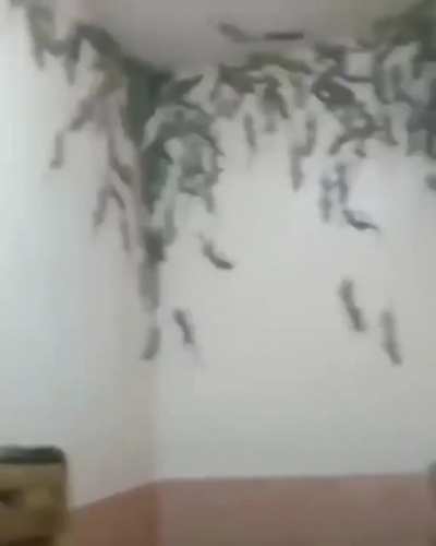 cursed_toilet