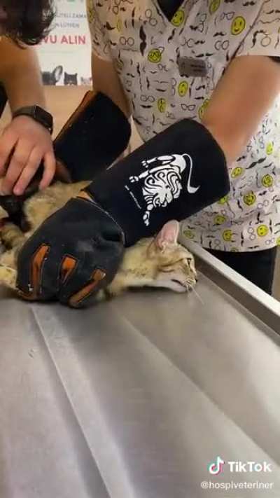 Cat getting a Nail trim