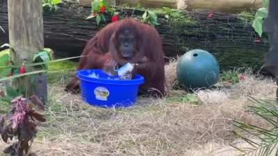 Sandra the Orangutan started washing her hands after observing her caretakers doing it