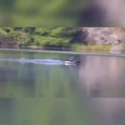 Duck making a smooth landing on water, while always being centered on frame.