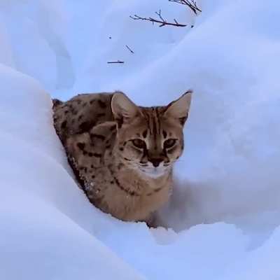 Khajit likes Snow