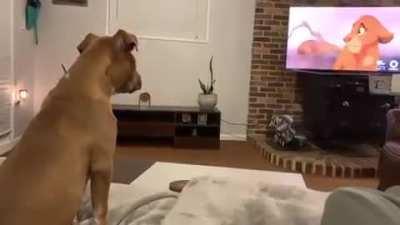 Dog being derps from tv lion