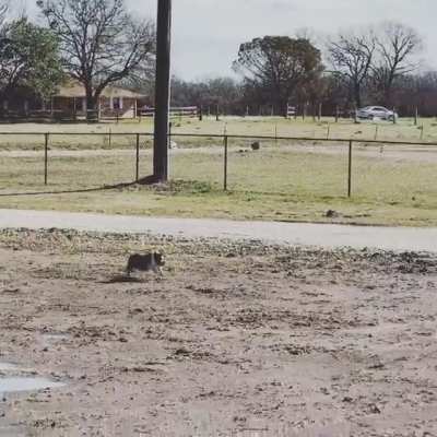 This little piggy went ZOOM all the way home