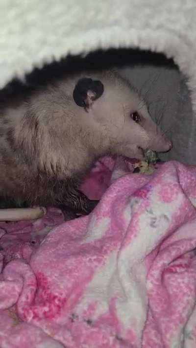 poppy and Opie having dinner