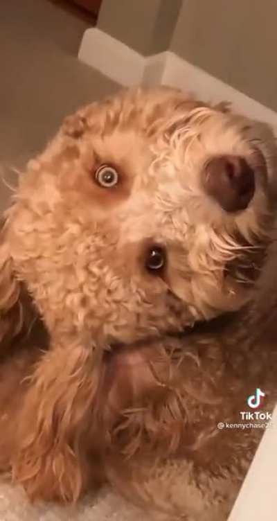 Those are very human looking eyes.