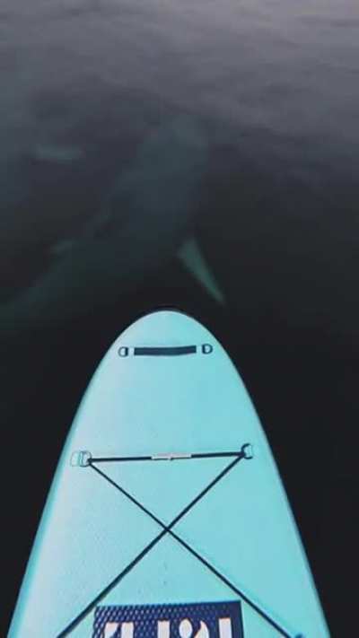Ocean Horrors