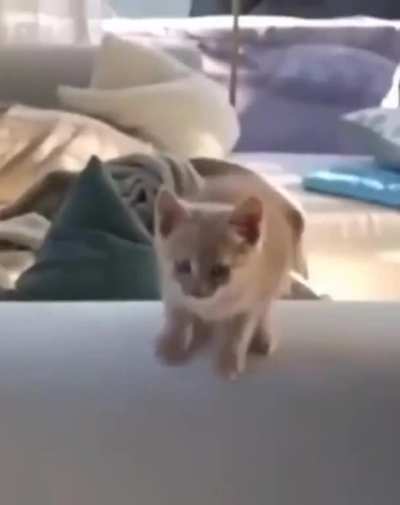 Gatinho