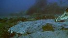 How an Angel Shark feeds