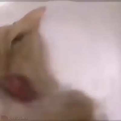 ._.XD?