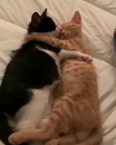 Gatitos