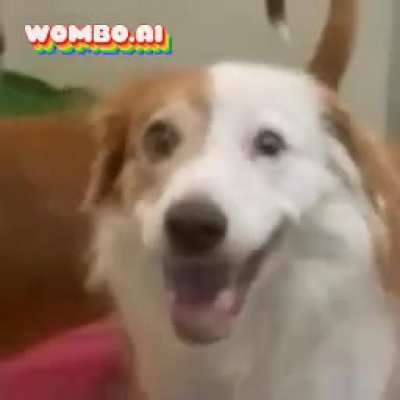 Using an app to remake Taylor Swift’s song “Trouble” using my dog’s face