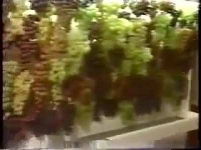 Put an electric cable behind the grapes