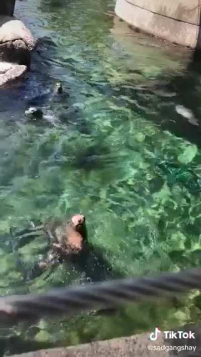 Feeding the sea lion