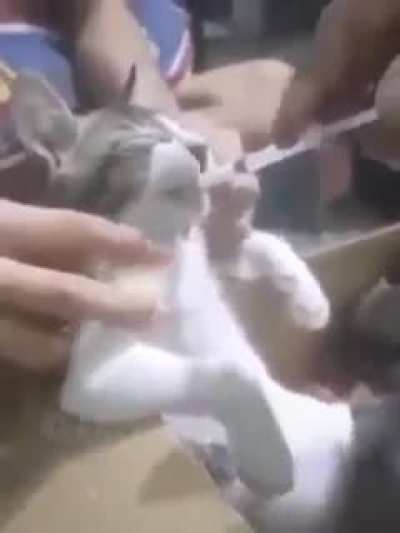 😼🕶️