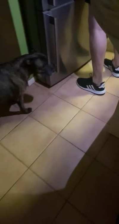 There was a mouse in the house