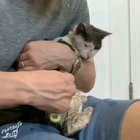 Faith in Humanity restored. Random guy sees cat everyday and decides to take him in for care.