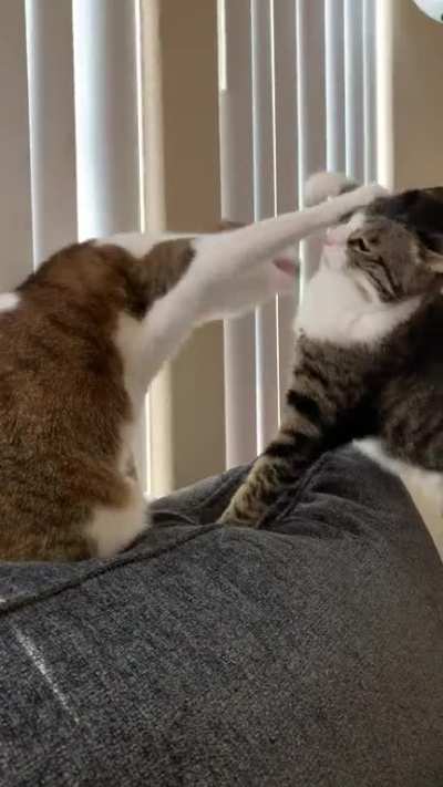 The battle over who gets to indent the top of the sofa.