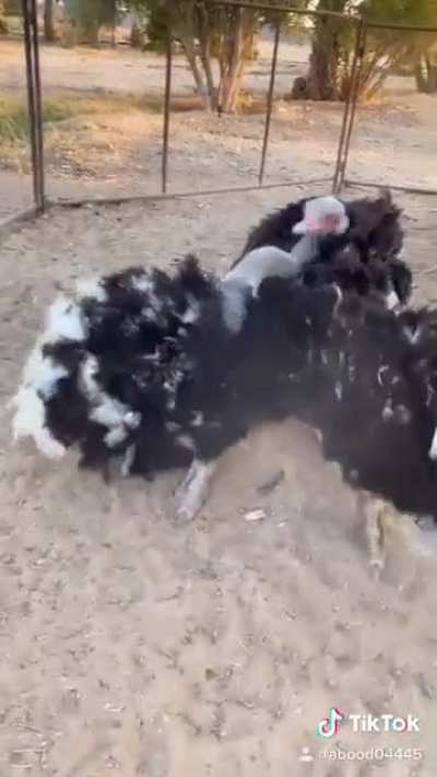 Doing daha to your ostrich