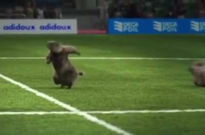 Marmot Olympic Games