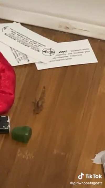 Scorpion Terrorizes TikToker In Her Bedroom!
