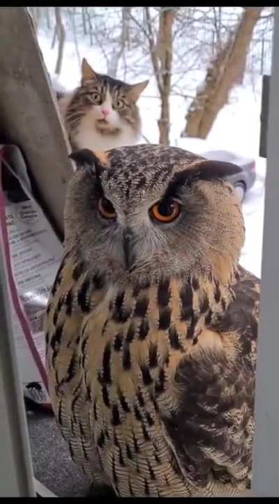 Cat meets owl