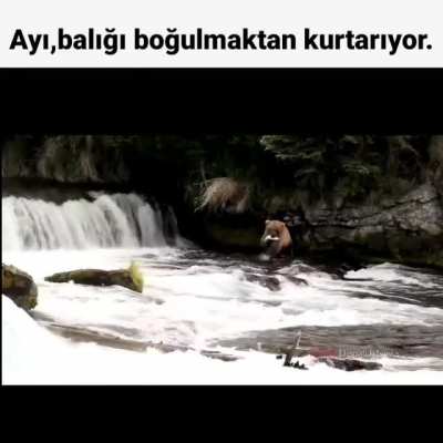 Ve ayı ile balık arkadaş oldular.(ölene kadar)