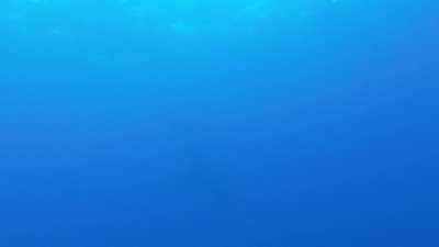 Almost got run over by a whale while diving