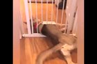 Pet gate was no match for doggo.
