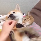 Don’t touch my doggy.🐱