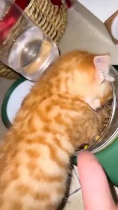 A feisty orange boy
