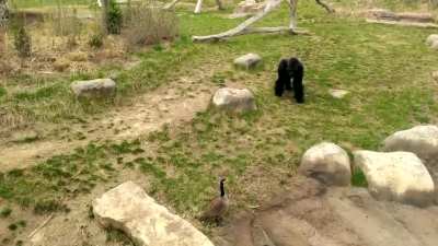 Hitgoose doesn't monkey around