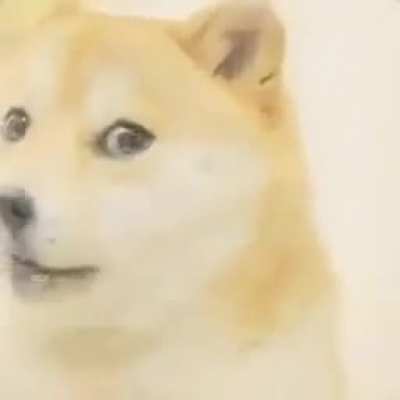 Doge do be rapin tho