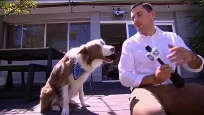 Dog's interview