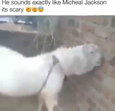 كيف يمكن هذا اللعنة