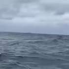🔥 Just a 40 ton humpback whale getting two third of his body out of the water.