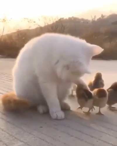 Watching over the brood and keeping them in line!