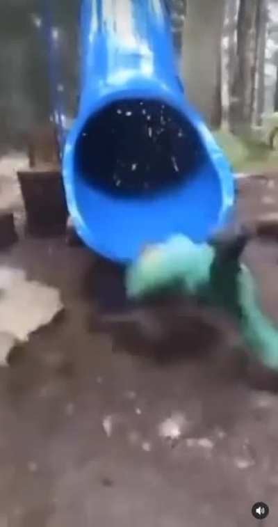 1-spin+Scream