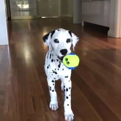 Willst du spielen?