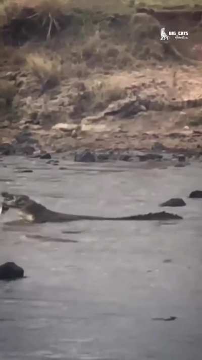 A monstrously big Nile crocodile ingests an antelope immediately after catching it