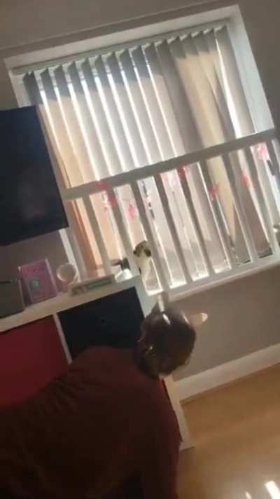 Meow?