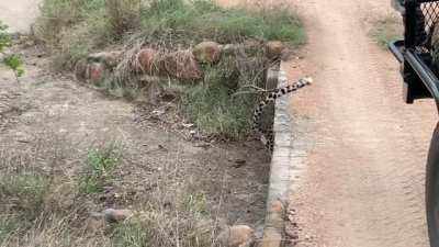 Leopard fights a losing battle to reclaim her Impala carcass from a much larger Hyena.