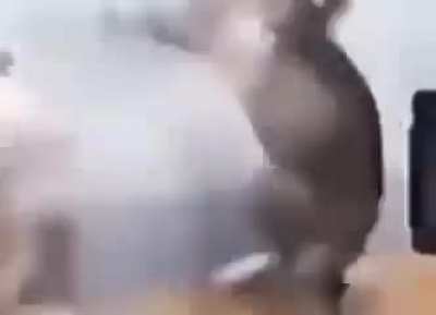 AYYYY MACARENA