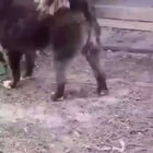 When a Chicken Sees an Opening