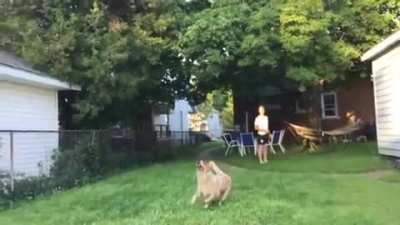 To Catch a Frisbee