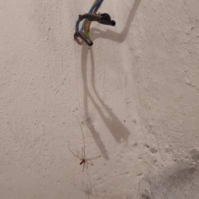 bu nasıl iş yeri aq örümcek elektirik akımından ölmüş