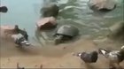 just an innocent slow turtle